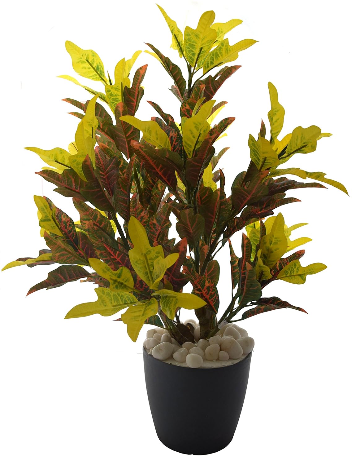 Croton-Plant-1.jpg